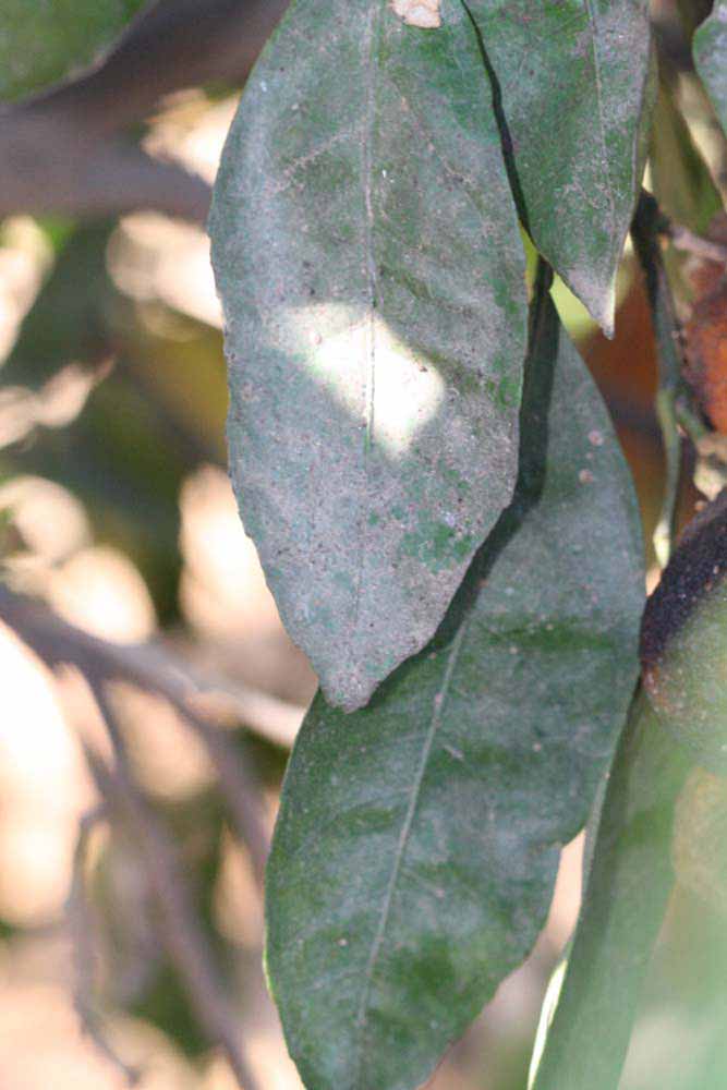              Shade leaves (Riverside, CA)       